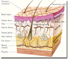 skin cancer cross section